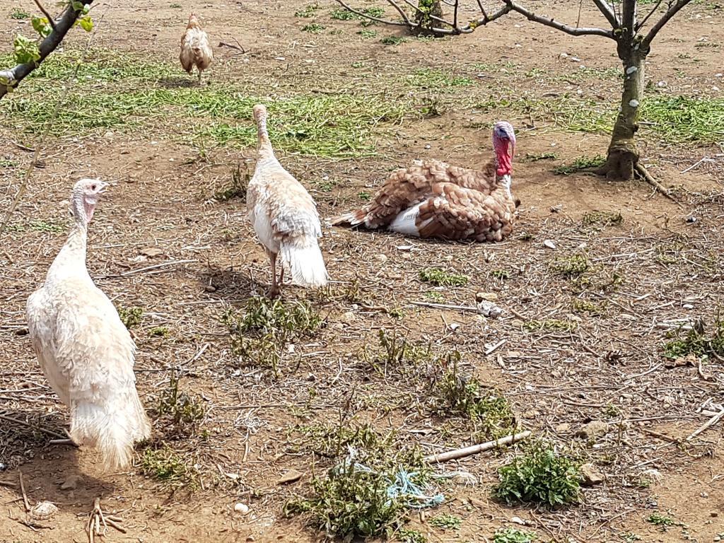 Вілла Quinta Rico Quatro Ribeiras Екстер'єр фото
